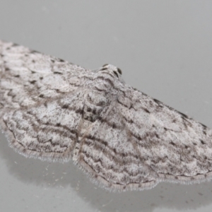 Phelotis cognata at Tathra, NSW - 25 Mar 2022