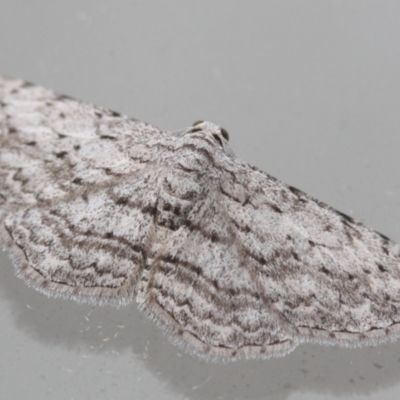 Phelotis cognata (Long-fringed Bark Moth) at Tathra Public School - 24 Mar 2022 by KerryVance