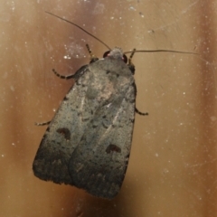 Unidentified Noctuoid moth (except Arctiinae) at Tathra, NSW - 24 Mar 2022 by KerryVance