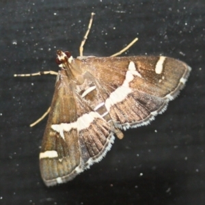Spoladea recurvalis at Tathra, NSW - 21 Mar 2022 09:48 PM