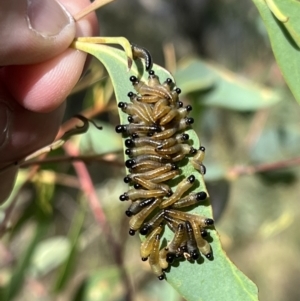 Pergidae sp. (family) at Googong, NSW - 25 Mar 2022