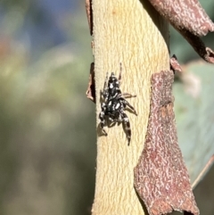 Sandalodes scopifer (White-spotted Sandalodes) at Googong, NSW - 25 Mar 2022 by Bugologist