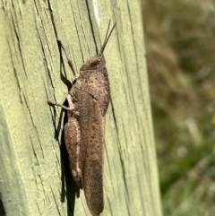 Goniaea australasiae (Gumleaf grasshopper) at QPRC LGA - 25 Mar 2022 by Bugologist