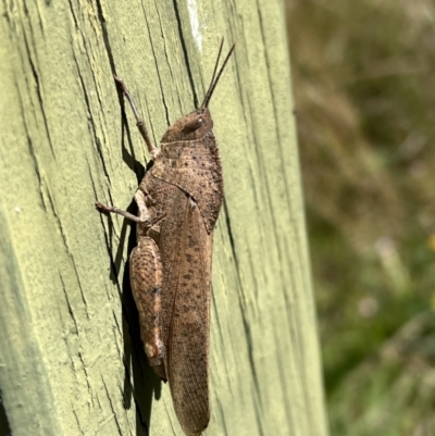 Goniaea australasiae (Gumleaf grasshopper) at Googong Reservoir - 25 Mar 2022 by Bugologist