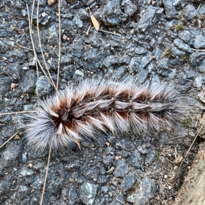 Anthela varia (Hairy Mary) at Yarrow, NSW - 25 Mar 2022 by FeralGhostbat