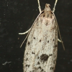 Eulechria atmospila (A Concealer moth (Eulechria group) at Tathra, NSW - 10 Mar 2022 by KerryVance2