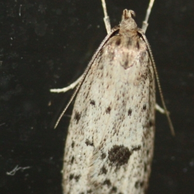 Unidentified Moth (Lepidoptera) at Tathra Public School - 10 Mar 2022 by KerryVance