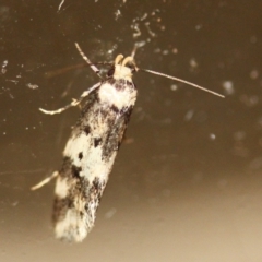 Unidentified Concealer moth (Oecophoridae) at Tathra, NSW - 11 Mar 2022 by KerryVance