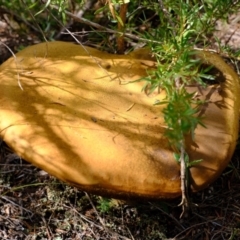 zz bolete at Piney Ridge - 25 Mar 2022 by Kurt