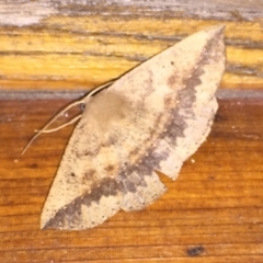 Idiodes apicata (Bracken Moth) at Tathra, NSW - 4 Feb 2022 by KerryVance