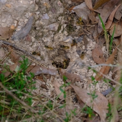 Vespula germanica (European wasp) at Block 402 - 25 Mar 2022 by Kurt