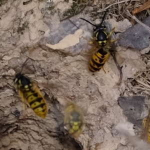 Vespula germanica at Molonglo Valley, ACT - 25 Mar 2022