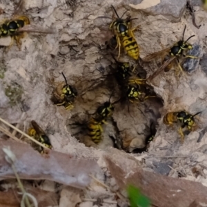 Vespula germanica at Molonglo Valley, ACT - 25 Mar 2022 12:54 PM