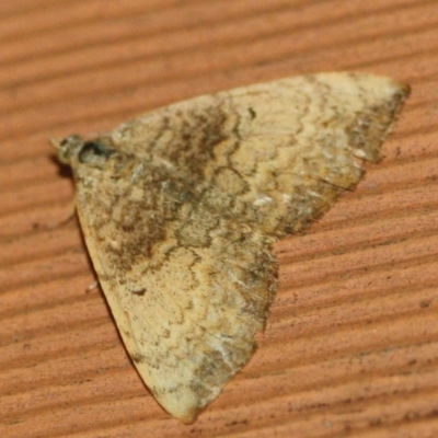 Chrysolarentia mecynata (Mecynata Carpet Moth) at Tathra, NSW - 18 Mar 2022 by KerryVance2