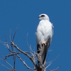 Elanus axillaris (Black-shouldered Kite) at Stromlo, ACT - 23 Mar 2022 by ChrisAppleton