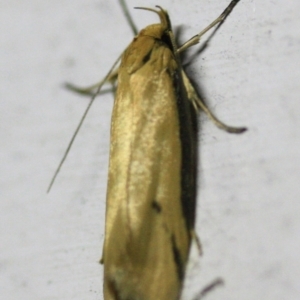 Philobota protecta at Tathra, NSW - 19 Nov 2016 12:31 AM