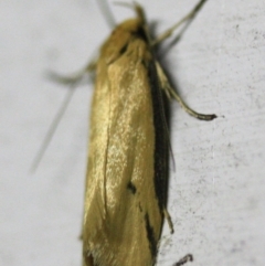 Philobota protecta at Tathra, NSW - 19 Nov 2016