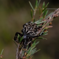 Backobourkia sp. (genus) (An orb weaver) at Block 402 - 25 Mar 2022 by Kurt