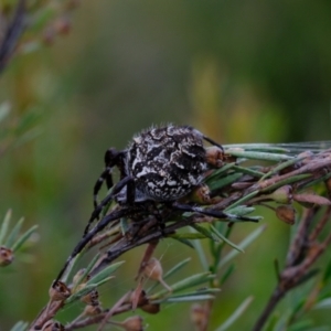 Backobourkia sp. (genus) at Stromlo, ACT - 25 Mar 2022