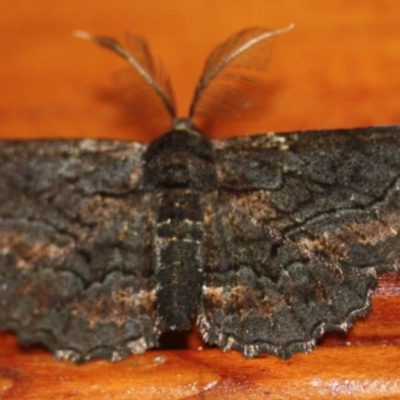 Pholodes sinistraria (Sinister or Frilled Bark Moth) at Tathra Public School - 1 Jan 2020 by KerryVance