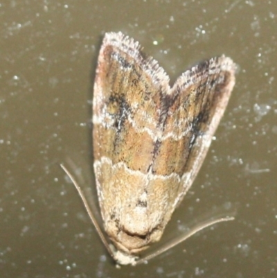 Maliattha signifera (A Noctuid moth (Acontinae) at Tathra, NSW - 18 Mar 2022 by KerryVance2