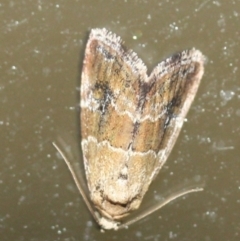 Unidentified Noctuoid moths (except Arctiinae) (TBC) at Tathra, NSW - 18 Mar 2022 by KerryVance