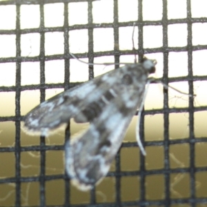 Hygraula nitens at Tathra, NSW - 15 Mar 2022