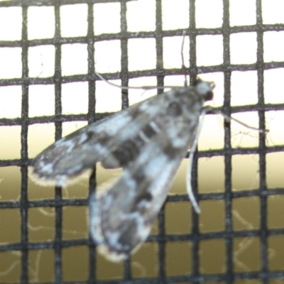 Hygraula nitens (Pond Moth) at Tathra, NSW - 15 Mar 2022 by KerryVance2