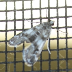Unidentified Pyralid or Snout Moth (Pyralidae & Crambidae) (TBC) at Tathra, NSW - 15 Mar 2022 by KerryVance