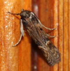 Unidentified Pyralid or Snout Moth (Pyralidae & Crambidae) (TBC) at Tathra, NSW - 15 Mar 2022 by KerryVance