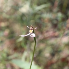 Eriochilus cucullatus (Parson's Bands) at Tralee, NSW - 25 Mar 2022 by jamesjonklaas