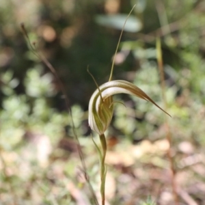 Diplodium ampliatum at Tralee, NSW - 25 Mar 2022
