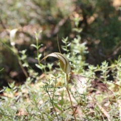 Diplodium ampliatum at Tralee, NSW - 25 Mar 2022