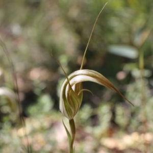 Diplodium ampliatum at Tralee, NSW - 25 Mar 2022