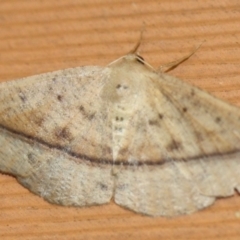 Idiodes apicata (Bracken Moth) at Tathra, NSW - 15 Mar 2022 by KerryVance