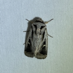 Proteuxoa undescribed species near paragypsa (A Noctuid moth) at QPRC LGA - 24 Mar 2022 by Steve_Bok