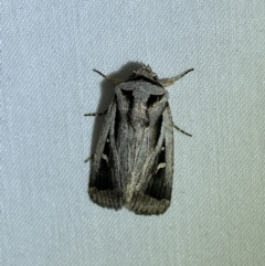 Proteuxoa undescribed species near paragypsa (A Noctuid moth) at Jerrabomberra, NSW - 25 Mar 2022 by SteveBorkowskis