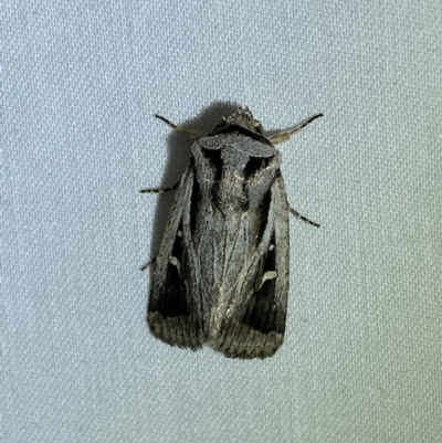 Proteuxoa undescribed species near paragypsa (A Noctuid moth) at Jerrabomberra, NSW - 25 Mar 2022 by SteveBorkowskis