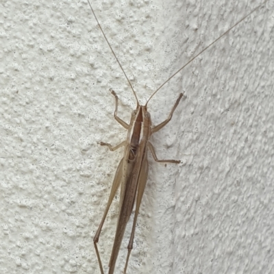 Conocephalus semivittatus (Meadow katydid) at Turner, ACT - 25 Mar 2022 by LD12