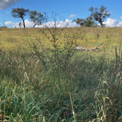 Bidens subalternans (Greater Beggars Ticks) at Molonglo Valley, ACT - 24 Mar 2022 by Rosie