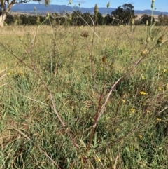 Bidens subalternans at Molonglo Valley, ACT - 25 Mar 2022 10:11 AM