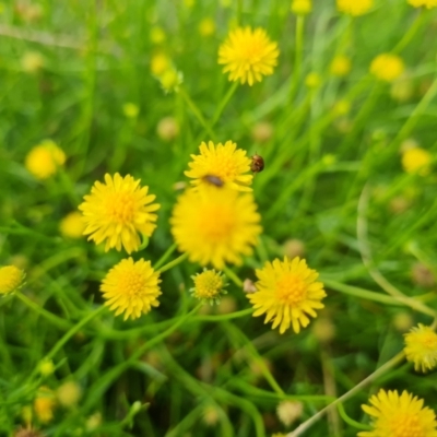 Calotis lappulacea (Yellow Burr Daisy) at Undefined Area - 25 Mar 2022 by Mike