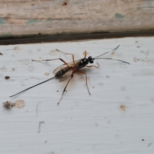 Gotra sp. (genus) at Wambrook, NSW - 24 Mar 2022