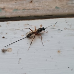 Gotra sp. (genus) (Unidentified Gotra ichneumon wasp) at Wambrook, NSW - 24 Mar 2022 by Mike