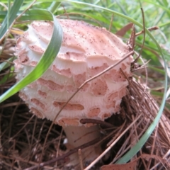 Chlorophyllum sp. at Jerrabomberra Wetlands - 25 Mar 2022 by Christine