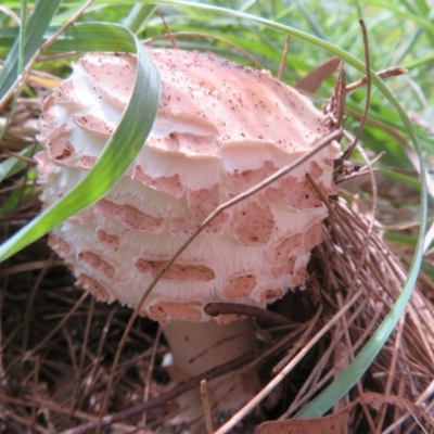 Chlorophyllum sp. at Jerrabomberra Wetlands - 25 Mar 2022 by Christine