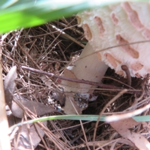 Chlorophyllum sp. at Fyshwick, ACT - 25 Mar 2022