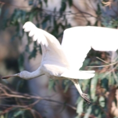 Platalea flavipes (Yellow-billed Spoonbill) at Wodonga Regional Park - 24 Mar 2022 by KylieWaldon