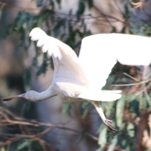 Platalea flavipes at Killara, VIC - 25 Mar 2022 08:10 AM