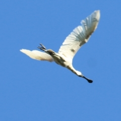 Platalea regia (Royal Spoonbill) at Wodonga - 24 Mar 2022 by KylieWaldon